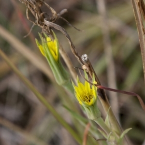 Tragopogon dubius at Dunlop, ACT - 14 Apr 2015 12:00 AM