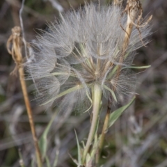 Tragopogon dubius at Dunlop, ACT - 14 Apr 2015