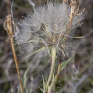 Tragopogon dubius at Dunlop, ACT - 14 Apr 2015 12:00 AM