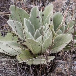 Verbascum thapsus subsp. thapsus at Dunlop, ACT - 14 Apr 2015 12:00 AM