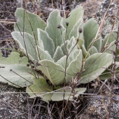 Verbascum thapsus subsp. thapsus (Great Mullein, Aaron's Rod) at Dunlop, ACT - 14 Apr 2015 by RussellB