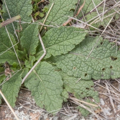 Verbascum virgatum (Green Mullein) at Dunlop, ACT - 14 Apr 2015 by RussellB