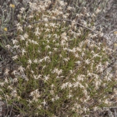 Vittadinia muelleri (Narrow-leafed New Holland Daisy) at Dunlop, ACT - 14 Apr 2015 by RussellB