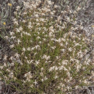 Vittadinia muelleri at Dunlop, ACT - 14 Apr 2015