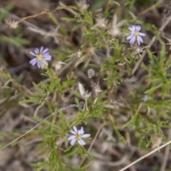 Vittadinia muelleri at Dunlop, ACT - 14 Apr 2015 12:00 AM