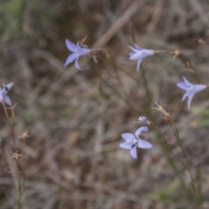 Wahlenbergia capillaris at Dunlop, ACT - 14 Apr 2015