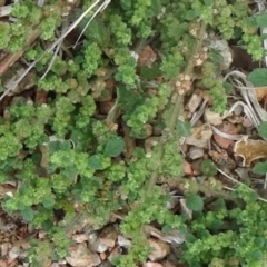 Dysphania pumilio (Small Crumbweed) at Sth Tablelands Ecosystem Park - 1 Apr 2015 by galah681