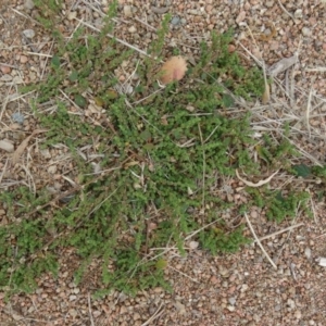 Dysphania pumilio at Molonglo Valley, ACT - 2 Apr 2015
