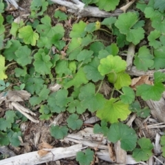 Hydrocotyle laxiflora (Stinking Pennywort) at Molonglo Valley, ACT - 2 Apr 2015 by galah681