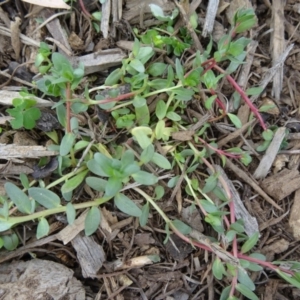 Lythrum hyssopifolia at Molonglo Valley, ACT - 2 Apr 2015