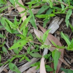 Persicaria prostrata (Creeping Knotweed) at Sth Tablelands Ecosystem Park - 1 Apr 2015 by galah681