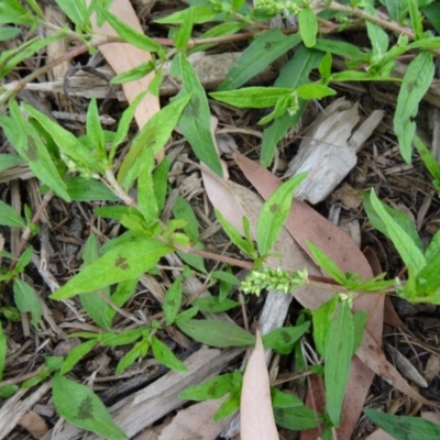 Persicaria prostrata (Creeping Knotweed) at Sth Tablelands Ecosystem Park - 1 Apr 2015 by galah681