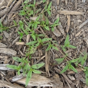 Persicaria prostrata at Molonglo Valley, ACT - 2 Apr 2015