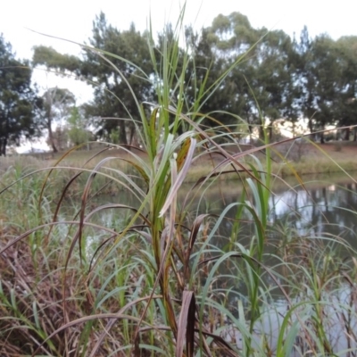 Bolboschoenus fluviatilis (Marsh Club-rush) at Greenway, ACT - 19 Apr 2015 by MichaelBedingfield