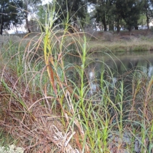 Bolboschoenus fluviatilis at Greenway, ACT - 19 Apr 2015