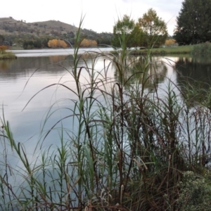 Bolboschoenus fluviatilis at Greenway, ACT - 19 Apr 2015