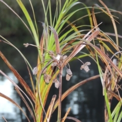 Bolboschoenus fluviatilis at Greenway, ACT - 19 Apr 2015