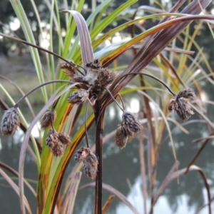 Bolboschoenus fluviatilis at Greenway, ACT - 19 Apr 2015