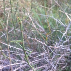 Discaria pubescens (Australian Anchor Plant) at Molonglo Valley, ACT - 22 Apr 2015 by RichardMilner