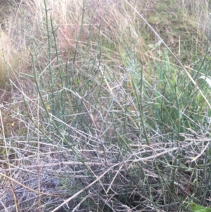 Discaria pubescens at Molonglo River Reserve - 23 Apr 2015