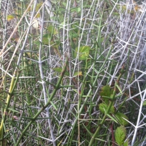 Discaria pubescens at Molonglo River Reserve - 23 Apr 2015