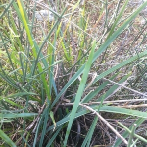 Dianella sp. aff. longifolia (Benambra) at Molonglo River Reserve - 23 Apr 2015