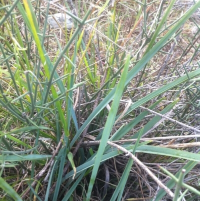 Dianella sp. aff. longifolia (Benambra) (Pale Flax Lily, Blue Flax Lily) at Molonglo Valley, ACT - 22 Apr 2015 by RichardMilner