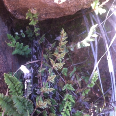 Cheilanthes distans (Bristly Cloak Fern) at Coombs, ACT - 22 Apr 2015 by RichardMilner