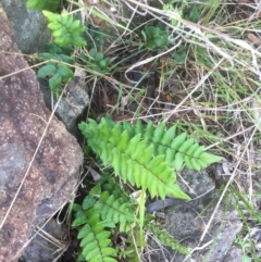 Pellaea calidirupium (Hot Rock Fern) at Molonglo Valley, ACT - 23 Apr 2015 by RichardMilner