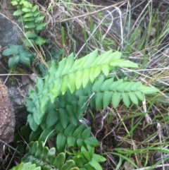 Pellaea calidirupium at Molonglo River Reserve - 23 Apr 2015