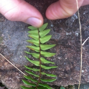 Pellaea calidirupium at Molonglo River Reserve - 23 Apr 2015