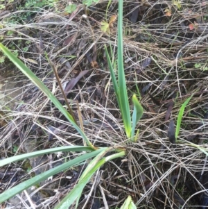 Dianella sp. aff. longifolia (Benambra) at Molonglo River Reserve - 23 Apr 2015