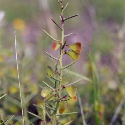 Daviesia genistifolia (Broom Bitter Pea) at Gungahlin, ACT - 20 Nov 2004 by MichaelBedingfield