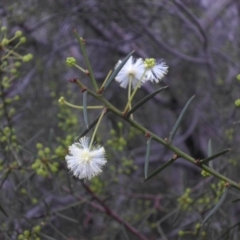 Acacia genistifolia (Early Wattle) at Majura, ACT - 23 Apr 2015 by SilkeSma