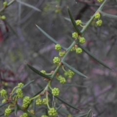 Acacia genistifolia at Majura, ACT - 24 Apr 2015 09:35 AM