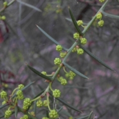 Acacia genistifolia at Majura, ACT - 24 Apr 2015