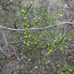 Acacia genistifolia at Majura, ACT - 24 Apr 2015