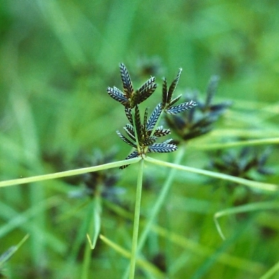 Cyperus sanguinolentus (A Sedge) at Tuggeranong DC, ACT - 8 Jan 2001 by MichaelBedingfield