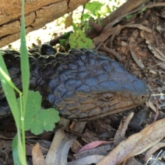 Tiliqua rugosa (Shingleback Lizard) at Hackett, ACT - 18 Oct 2014 by AaronClausen