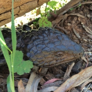 Tiliqua rugosa at Hackett, ACT - 18 Oct 2014 02:01 PM