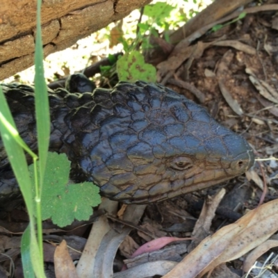 Tiliqua rugosa (Shingleback Lizard) at Mount Majura - 18 Oct 2014 by AaronClausen