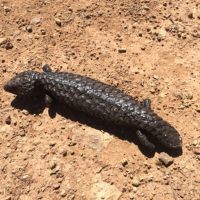 Tiliqua rugosa (Shingleback Lizard) at Mount Majura - 14 Sep 2014 by AaronClausen