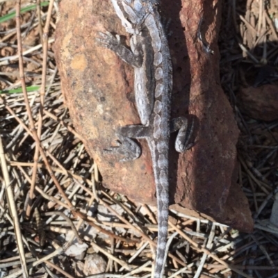 Amphibolurus muricatus (Jacky Lizard) at Majura, ACT - 25 Apr 2015 by AaronClausen