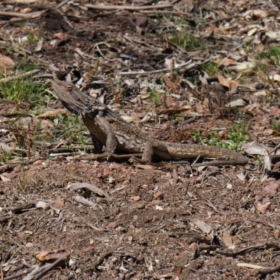 Pogona barbata (Eastern Bearded Dragon) at Mount Majura - 23 Sep 2014 by AaronClausen