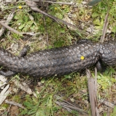 Tiliqua rugosa (Shingleback Lizard) at Majura, ACT - 24 Oct 2014 by AaronClausen