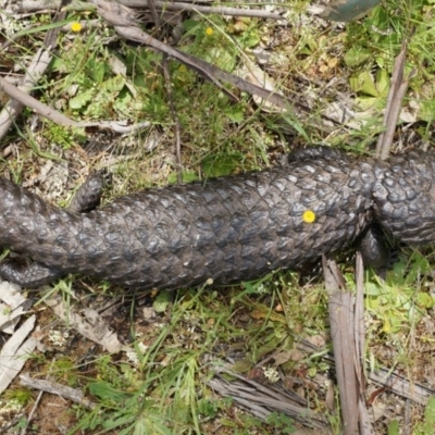 Tiliqua rugosa (Shingleback Lizard) at Mount Majura - 24 Oct 2014 by AaronClausen