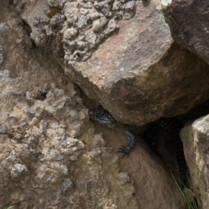 Egernia cunninghami at Watson, ACT - 24 Oct 2014