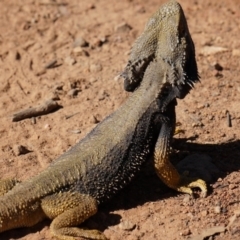 Pogona barbata (Eastern Bearded Dragon) at Canberra Central, ACT - 29 Sep 2014 by AaronClausen