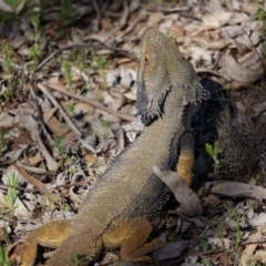 Pogona barbata at Canberra Central, ACT - suppressed