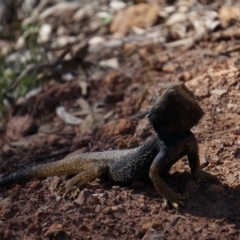 Pogona barbata at Canberra Central, ACT - 29 Sep 2014